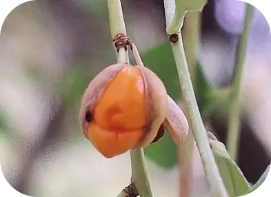 Semilla Naranja